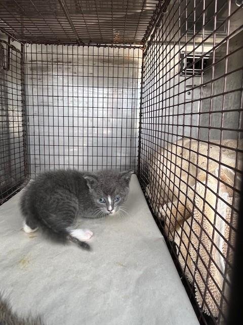 LACY - Domestic Short Hair available for adoption