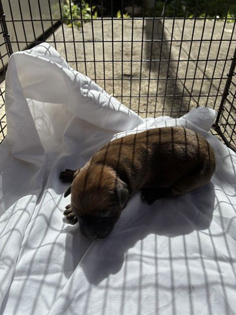 SLIM - Boxer available for adoption