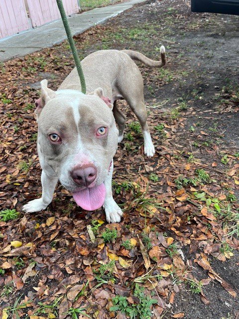 WALTER - American Pit Bull Terrier available for adoption