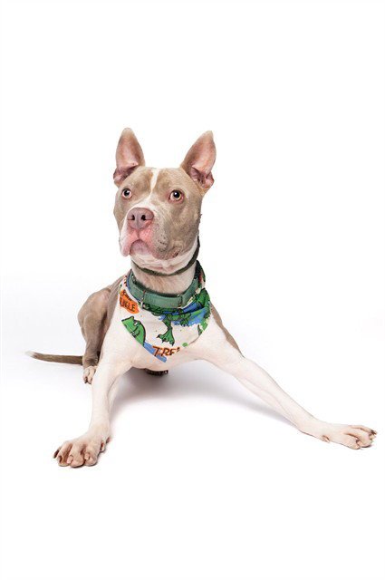 WALTER - American Pit Bull Terrier available for adoption
