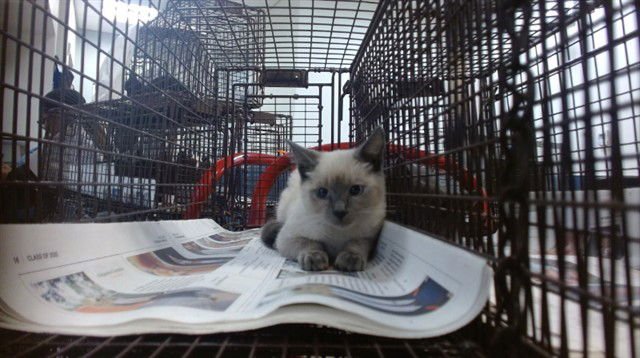 BRIANNA - Siamese available for adoption