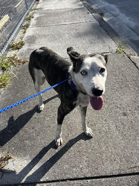 BABY GIRL - Siberian Husky available for adoption