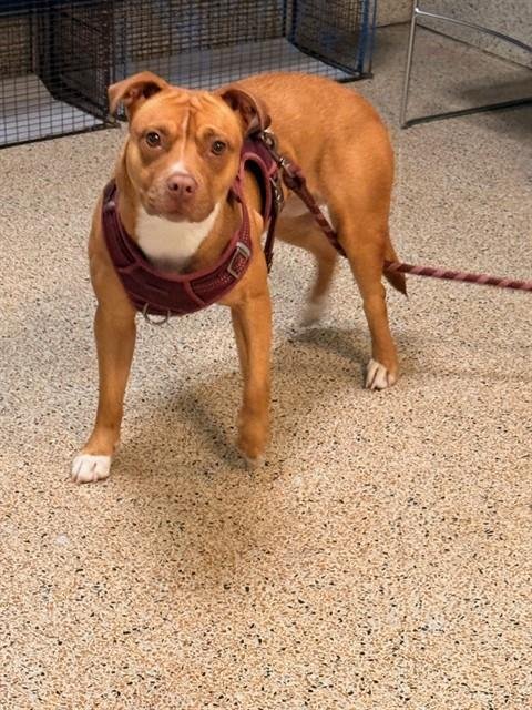 WILLOW - American Staffordshire Terrier available for adoption