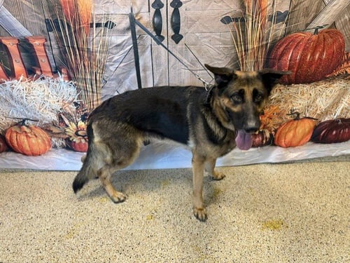 DAKOTA - German Shepherd Dog available for adoption