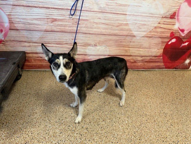 SCARLETTE - Siberian Husky available for adoption