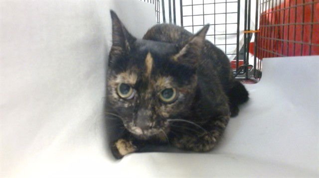 BUFFY GIRL - Domestic Short Hair available for adoption