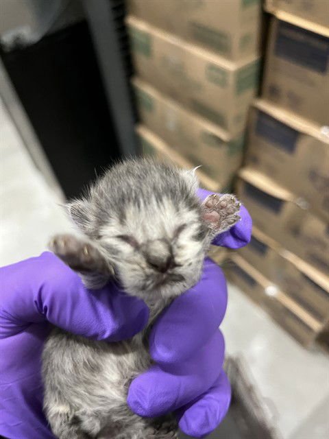 BLUE - Domestic Long Hair available for adoption