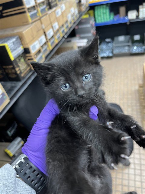 ALEX - Domestic Long Hair available for adoption