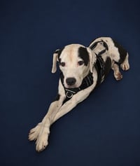 MARSHALL - Photo 1