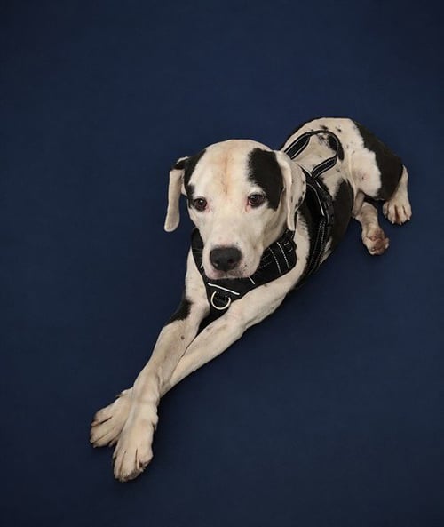 MARSHALL - Labrador Retriever / American Bulldog available for adoption
