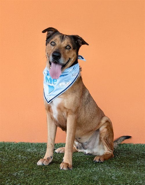 JOAQUIN - German Shepherd Dog available for adoption