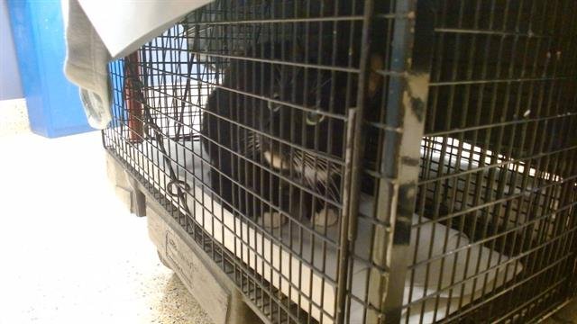 SOPHIE - Domestic Short Hair available for adoption