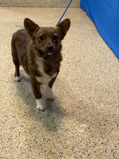 TINY - Pembroke Welsh Corgi available for adoption