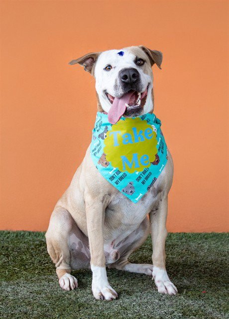 ROCCO - American Staffordshire Terrier available for adoption