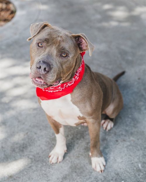 BLAKE - American Pit Bull Terrier available for adoption