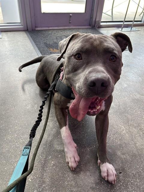 BLAKE - American Pit Bull Terrier available for adoption