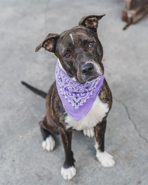 KUKA - American Pit Bull Terrier available for adoption