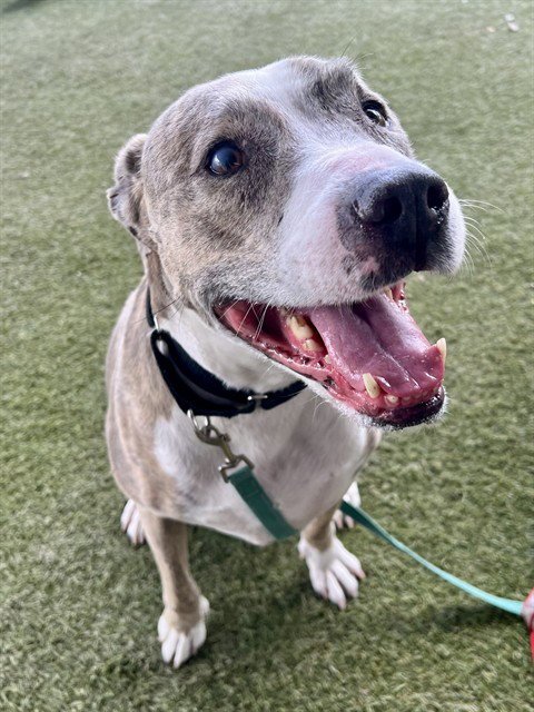 NOLA - American Bulldog available for adoption