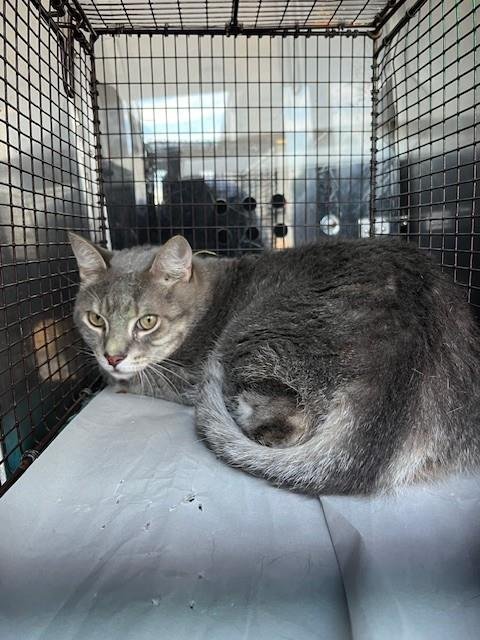 SUNNY - Domestic Short Hair available for adoption