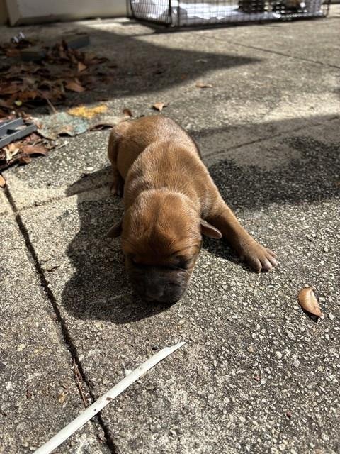 BOBBY - Boxer available for adoption