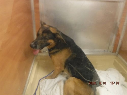CODEY - German Shepherd Dog available for adoption