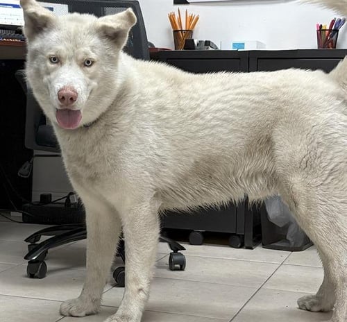 KUJO - Siberian Husky / Chow Chow available for adoption