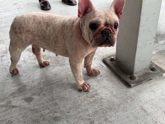 BRISTOL - French Bulldog available for adoption