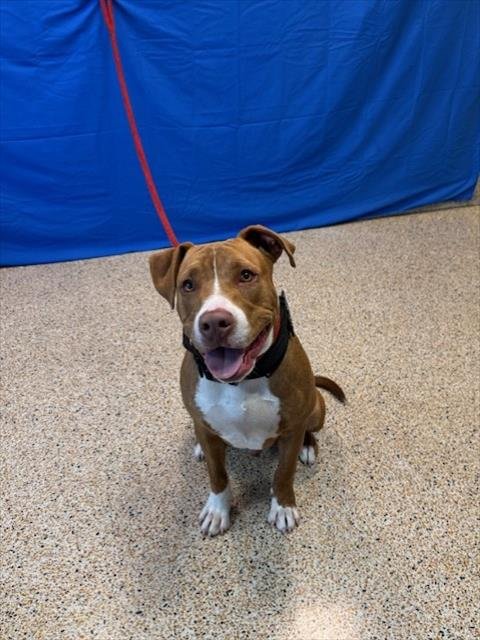 ARCHEE - Pit Bull Terrier available for adoption