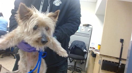 BENNY - Yorkshire Terrier Yorkie available for adoption