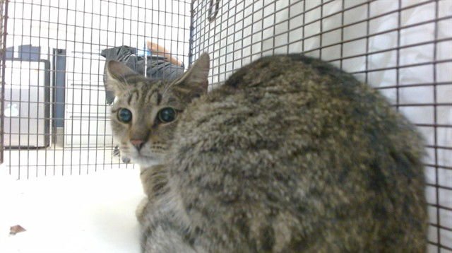 BOO - Domestic Short Hair available for adoption