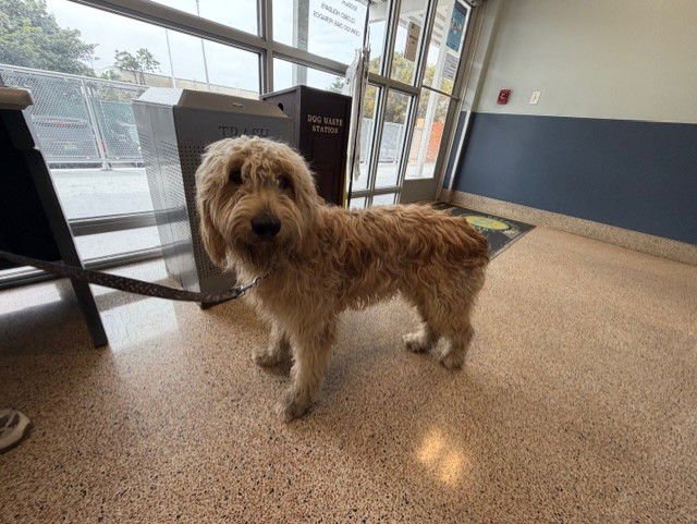 TANNER - Labrador Retriever / Poodle (Miniature) available for adoption