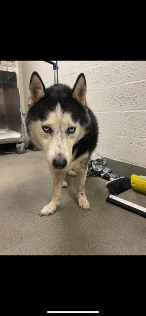 SONIC - Siberian Husky available for adoption