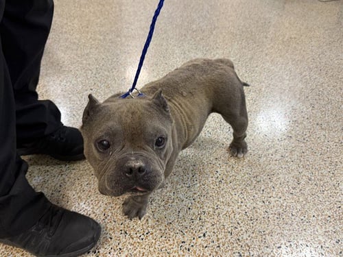 CREEK - Bulldog / French Bulldog available for adoption