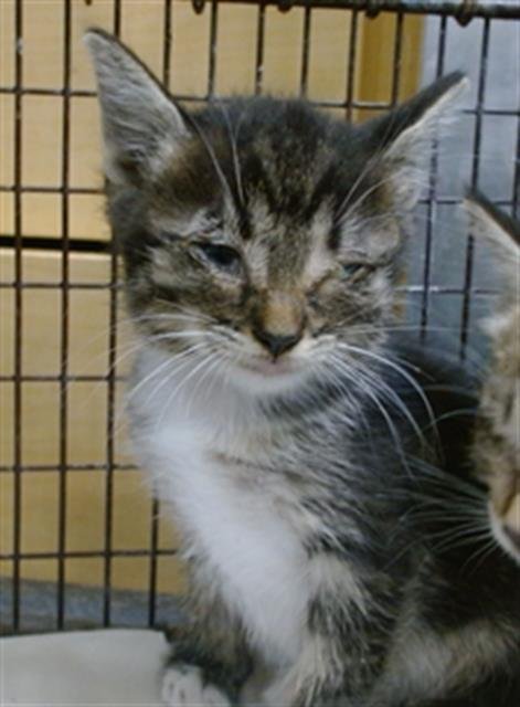 ISABELLA - Domestic Short Hair available for adoption