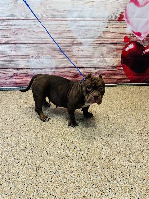 CHOCLATE - French Bulldog available for adoption