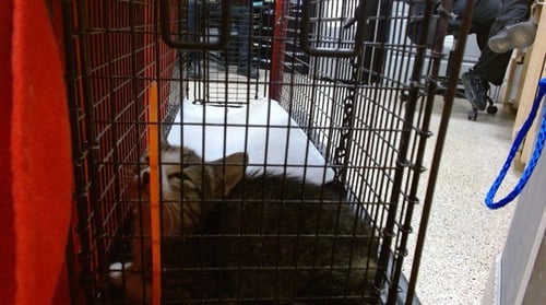 BRADY - Domestic Short Hair available for adoption