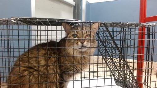 KITTY - Domestic Long Hair available for adoption