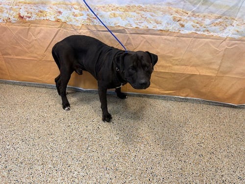 RADIO - American Bulldog available for adoption