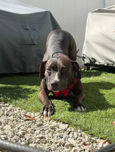 NINA - Pit Bull Terrier available for adoption