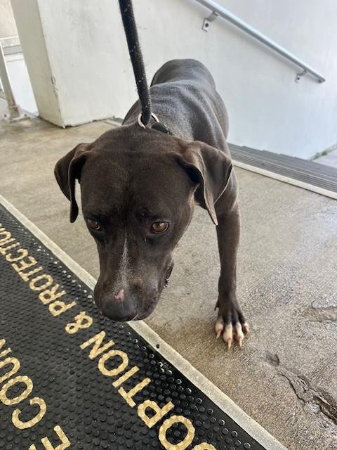 NINA - Pit Bull Terrier available for adoption