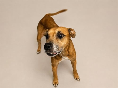 MIA - Boxer available for adoption