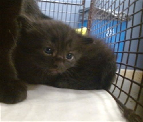 ARAGON - Domestic Short Hair available for adoption