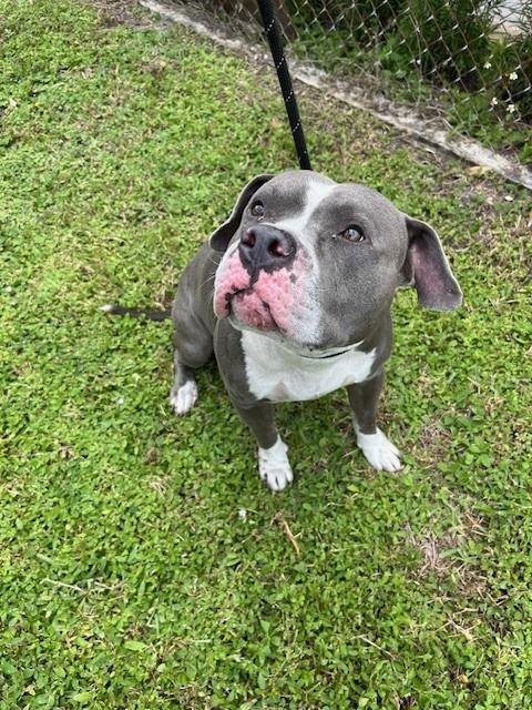 BECK - American Pit Bull Terrier available for adoption