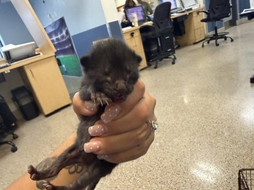 DARTH VADER - Domestic Short Hair available for adoption