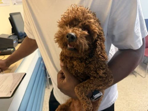 LUNA - Poodle (Miniature) available for adoption