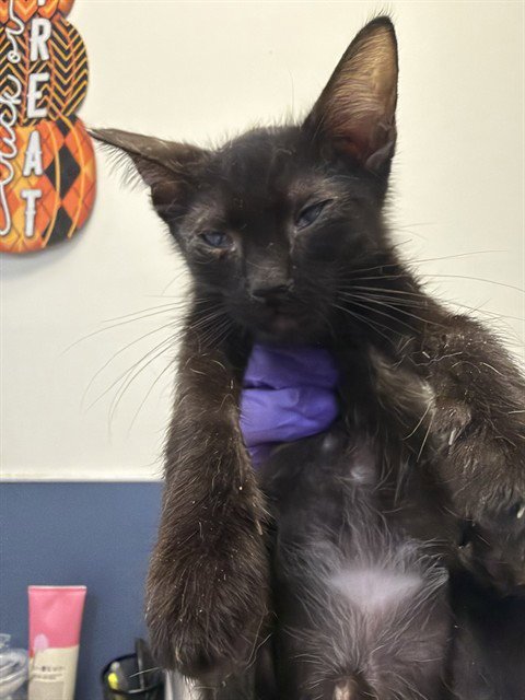 CAT 6 - Domestic Short Hair available for adoption