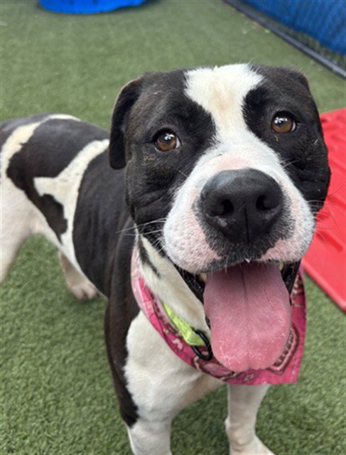 TEDDY - American Bulldog available for adoption