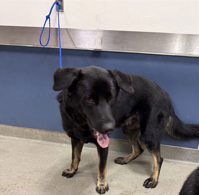 LEO - German Shepherd Dog available for adoption