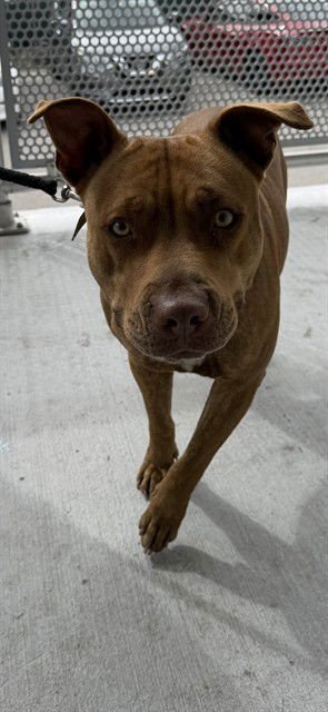 GIOVANA - American Bulldog available for adoption