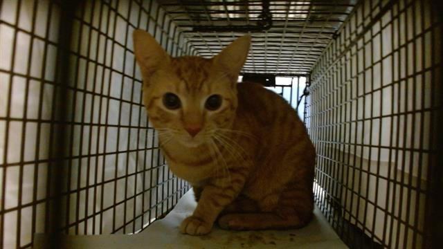 BEAN - Domestic Short Hair available for adoption